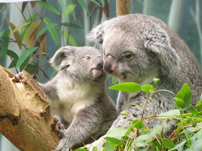 koalas koala