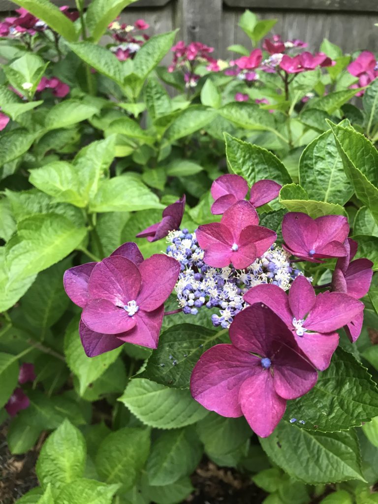 pink lace cap hydrangeas cape cod